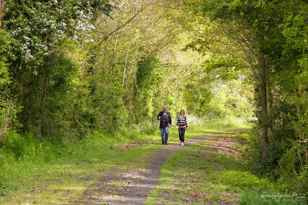 randonnée en forêt